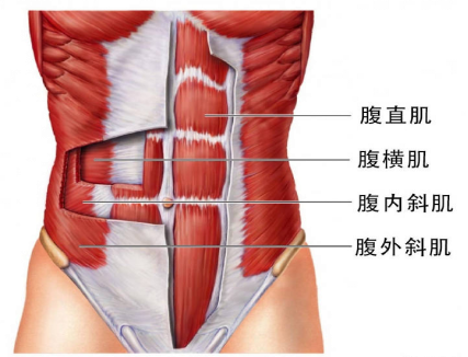 腹直肌分離，它附近的肌肉是什么？