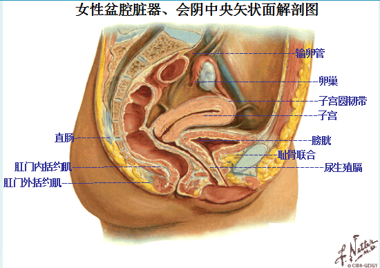 產后盆底康復|女性盆底主要脹器有哪些？
