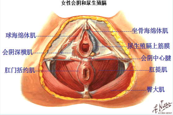 產后盆底修復，為什么產后的女性需要做盆底肌康復？