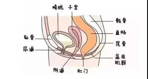 齊全的盆底肌修復儀器知識，講解醫院間不曾知道的盆底肌修復