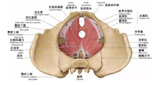 盆底肌康復治療有用嗎？專家表示，注重方法