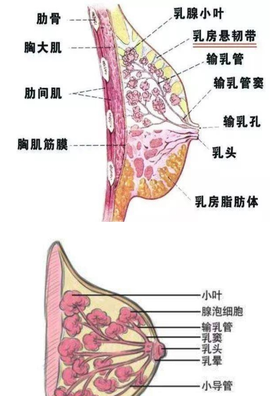 母乳喂養是否正常，需要稍微了解一下乳房的功能