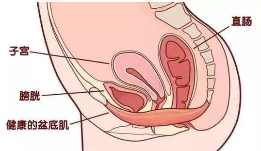 除了腹直肌修復，盆底康復也得重視，恢復好身材