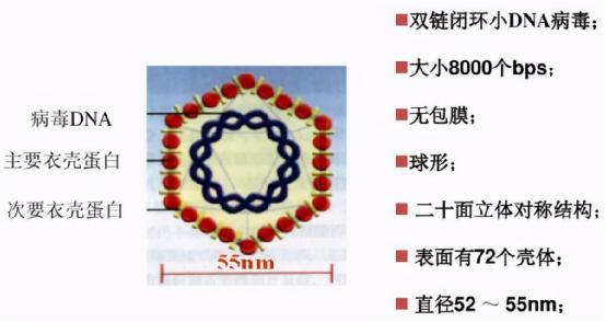 當產后盆底康復遇到了HPV感染，盆底康復治療儀還能治療產后盆底嗎