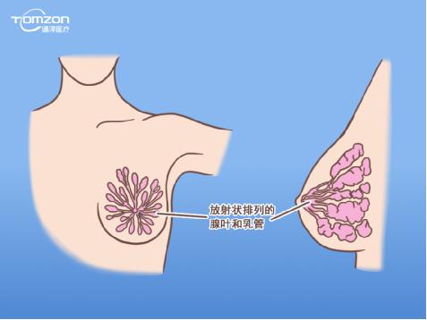 盆底康復治療儀能幫助女性乳房哪些問題？