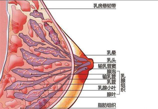 產后康復儀器